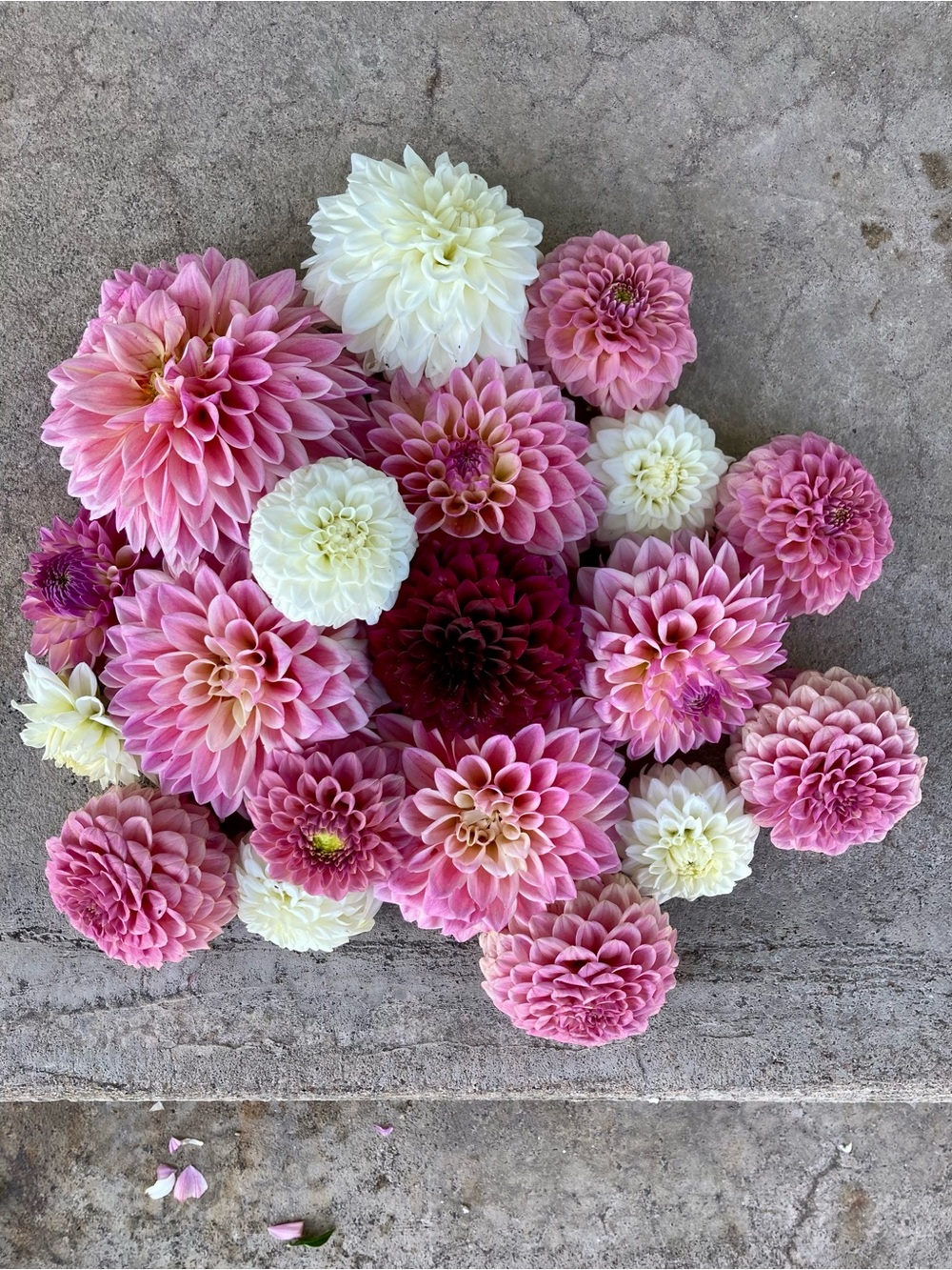 Dahlia tuber grab bag